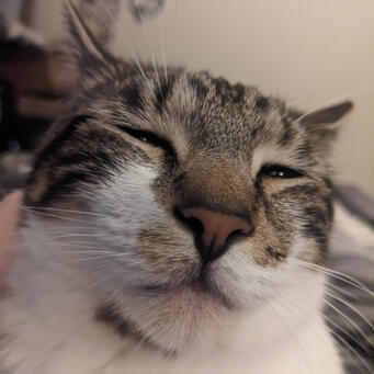 Picture of Uno An extreme close-up of Uno the tabby cat, he looks sleepy.
